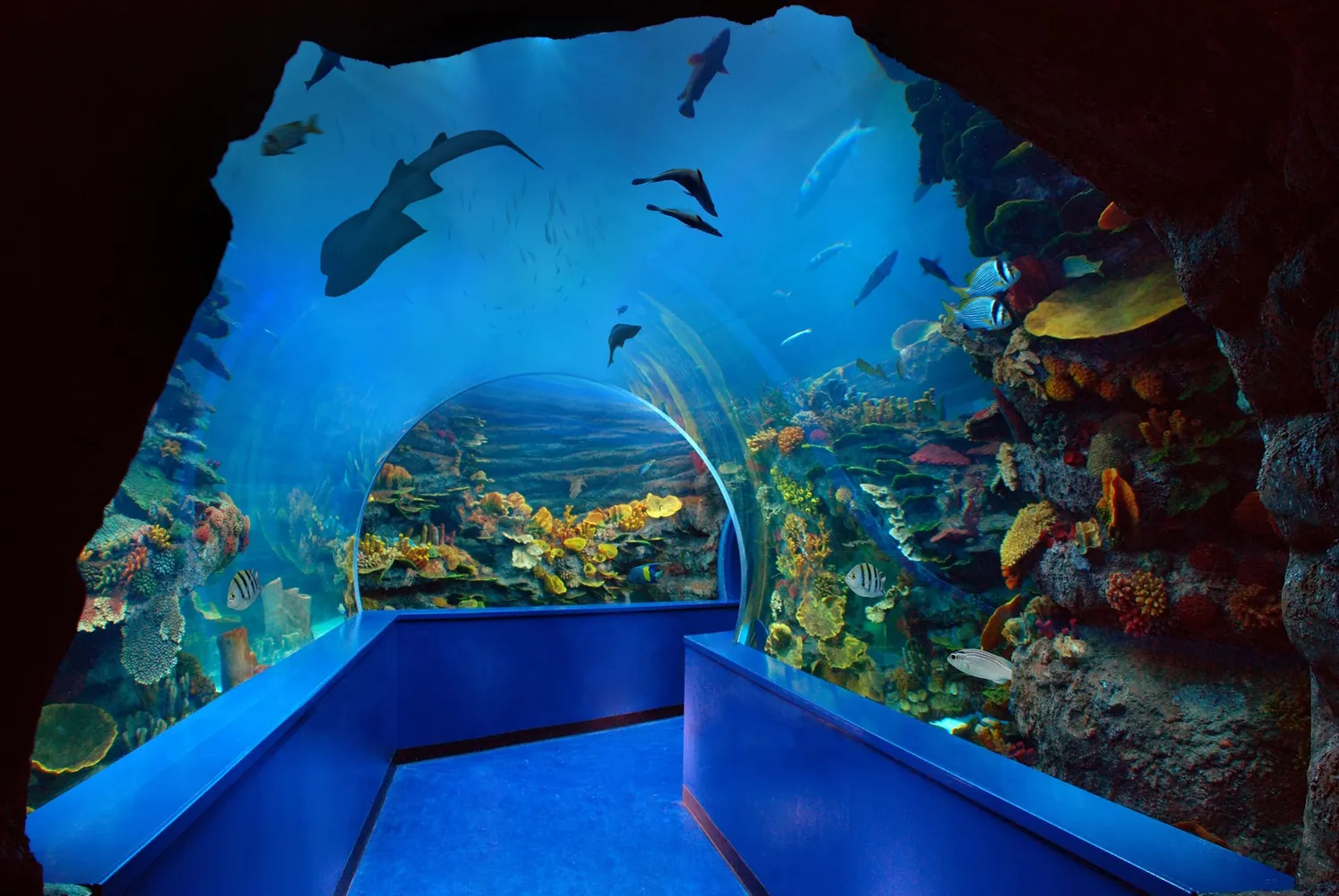 Ultimate Guide to Sharjah Aquarium: Location, Tickets, and Tips