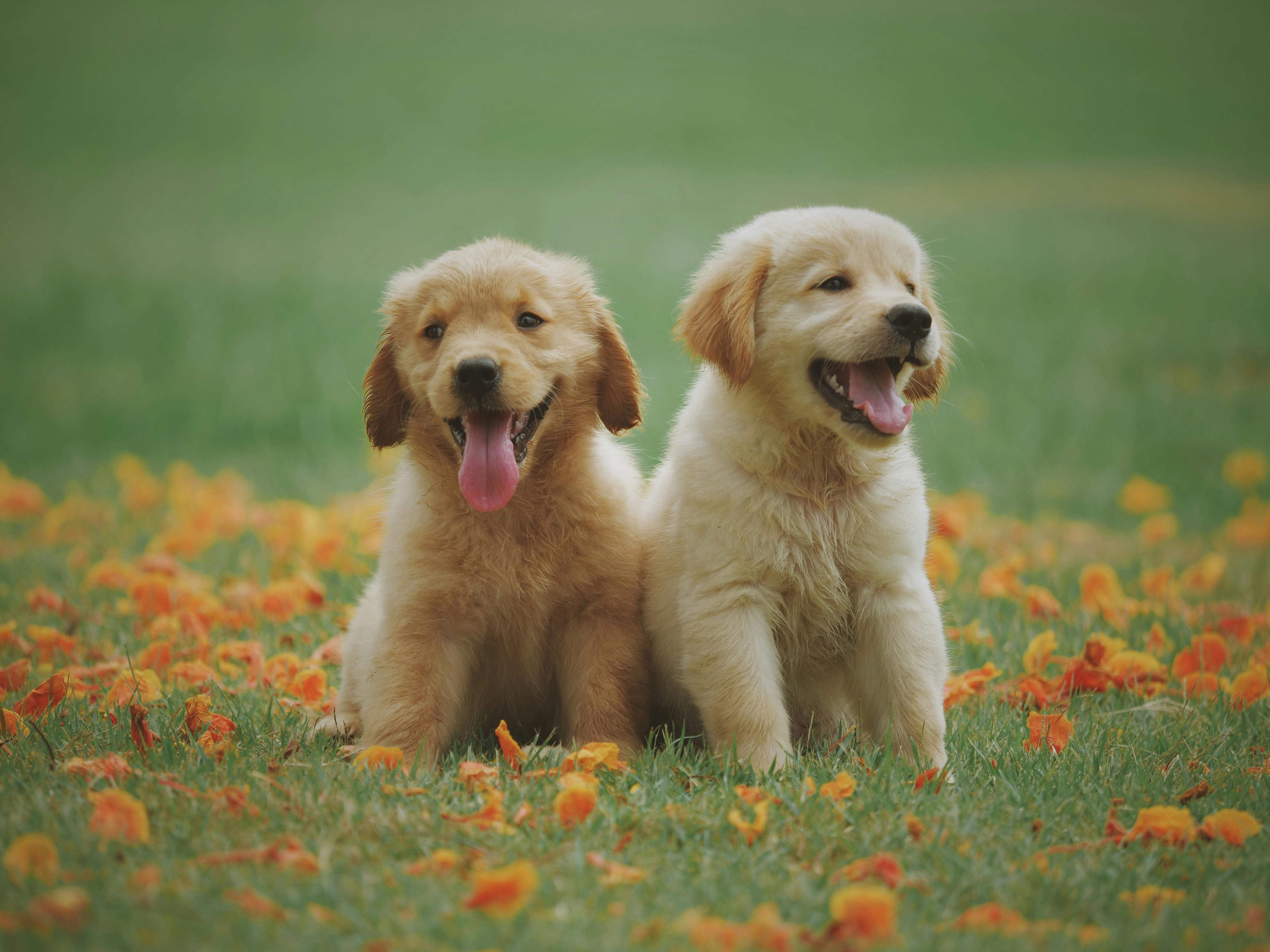 Essential Pet Supplies and Services at Pet Haus