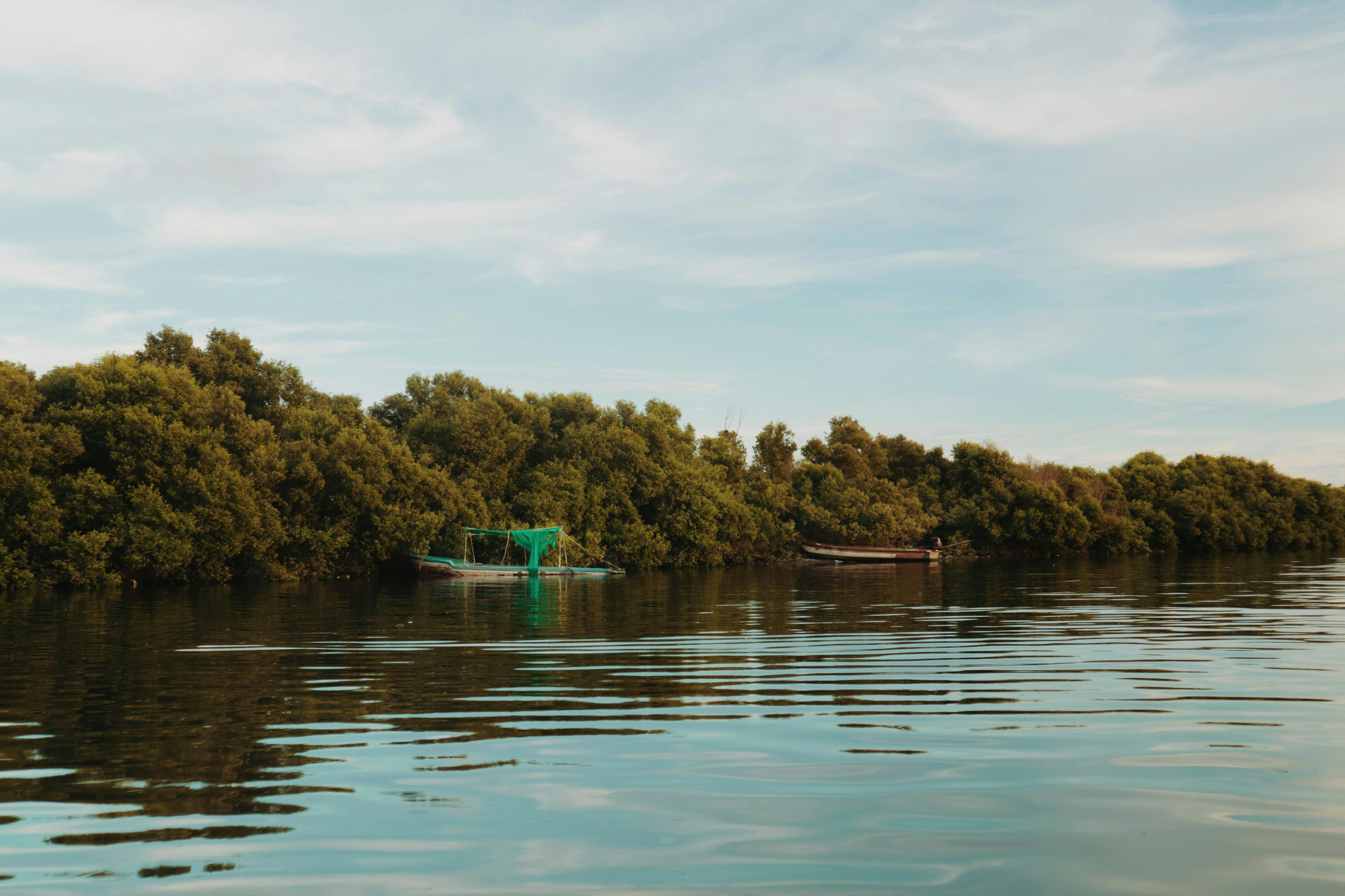 Explore Abu Dhabi's Mangroves: Nature and Adventure Await
