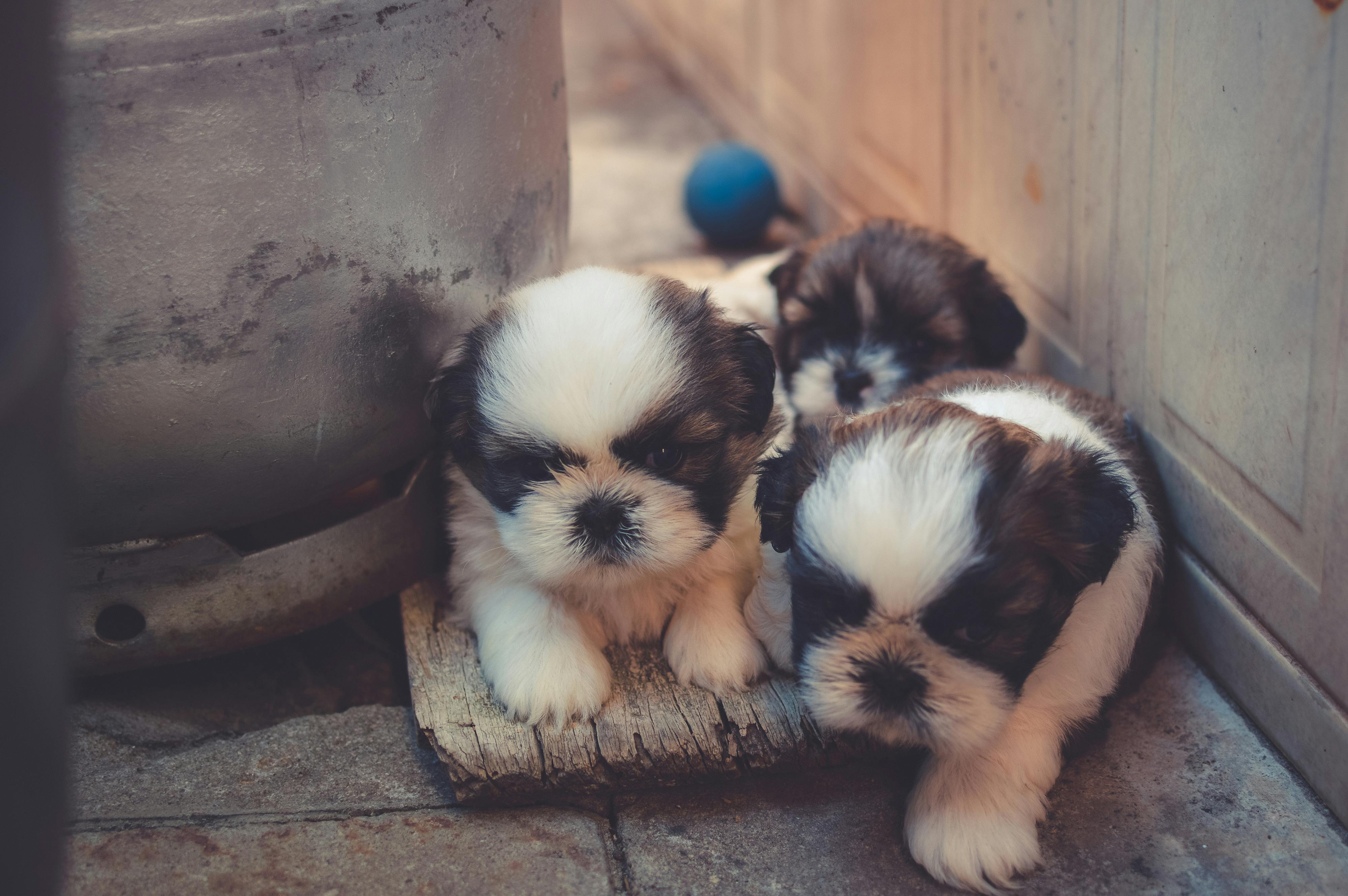 Best Pet-Friendly Restaurants in Dubai