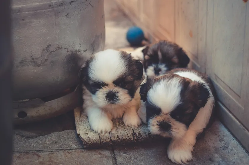 Where to spend an awesome day with your furry friends