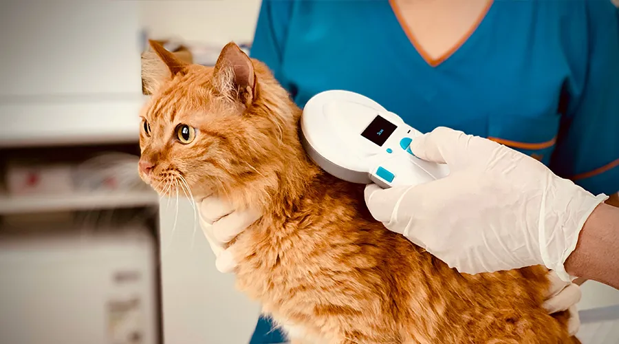 Penalties for Not Licensing Pets in Dubai