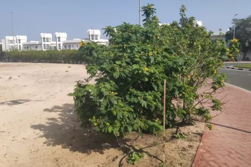 Lot/Land in Umm Suqeim 3